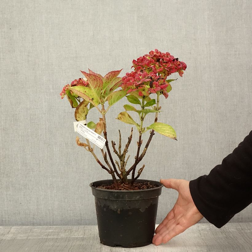 Esemplare di Hortensia - Hydrangea macrophylla Green Ever Belles Pot de 2L/3L come consegnato in autunno