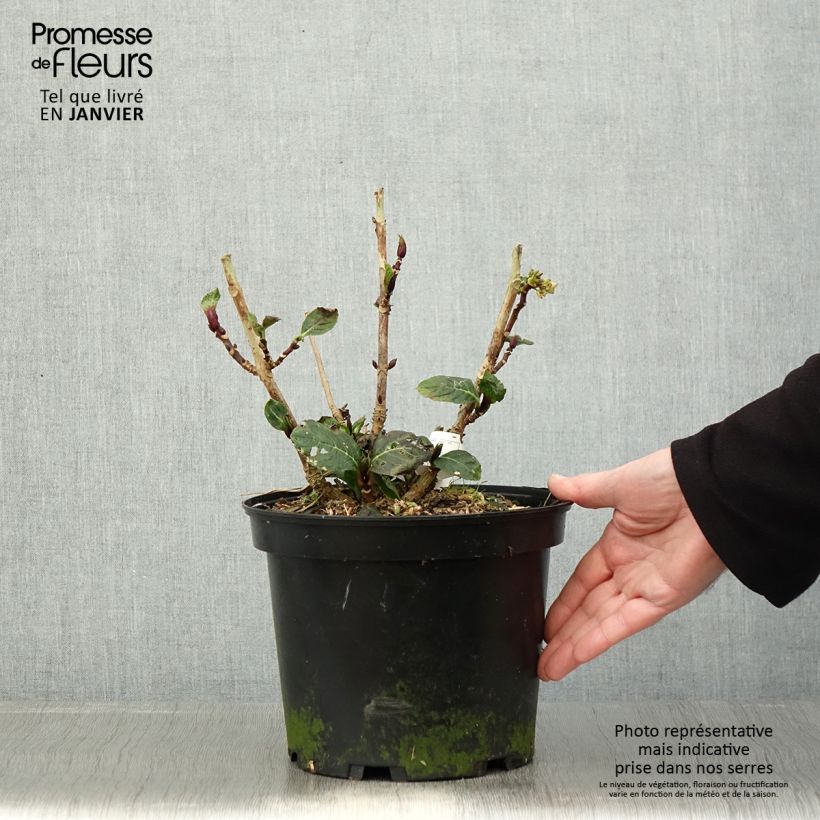 Hydrangea macrophylla Green Ever Belles - Ortensia Vaso da 2L/3L esemplare consegnato in inverno