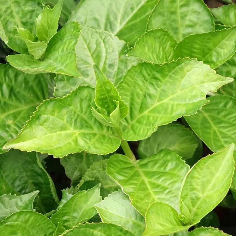 Hydrangea macrophylla Immaculata - Ortensia (Fogliame)