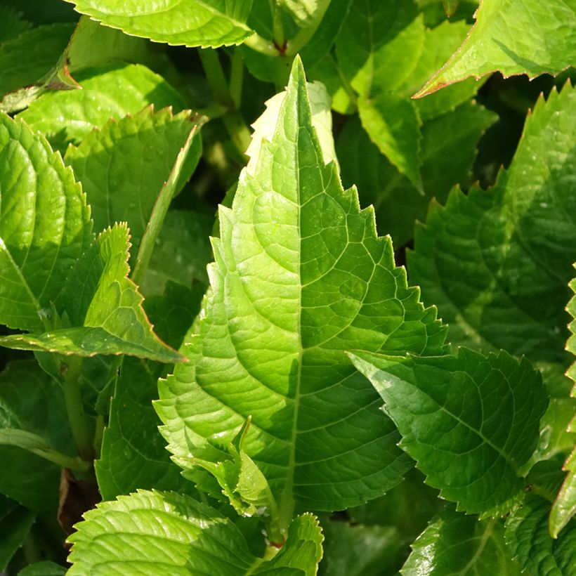 Hydrangea macrophylla Teller Kardinal - Ortensia (Fogliame)