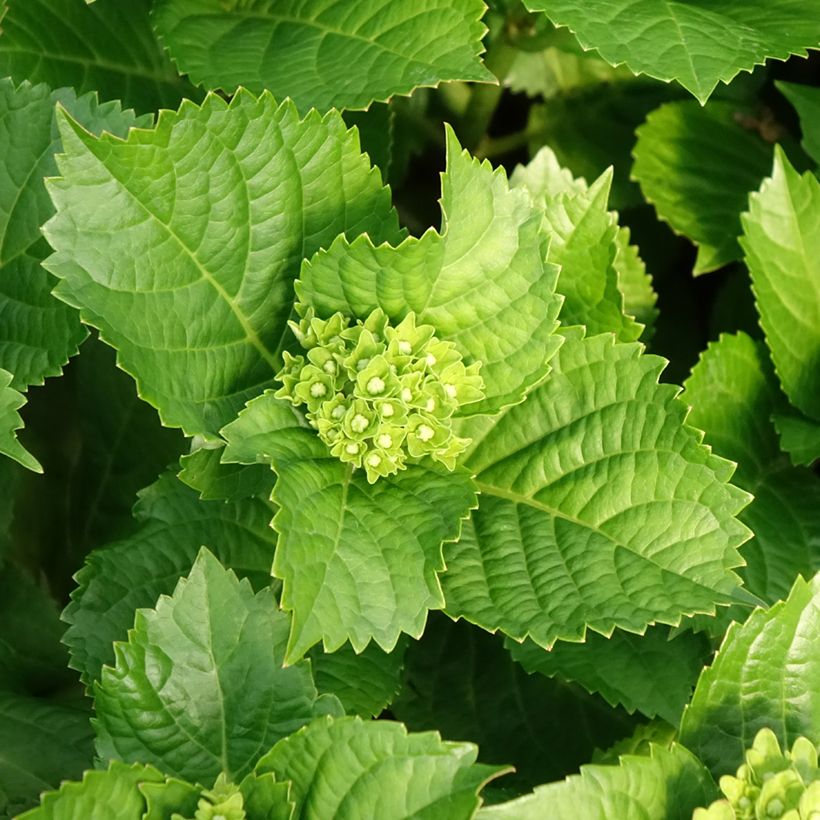 Hydrangea macrophylla Lady Mata Hari - Ortensia (Foliage)