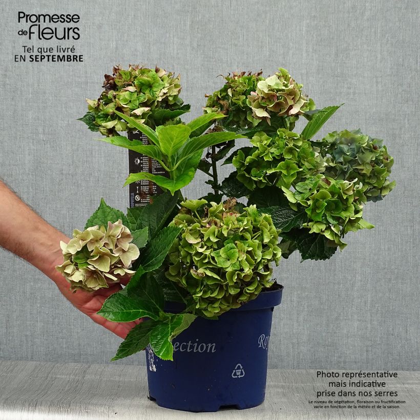 Esemplare di Hydrangea macrophylla Lady Mata Hari - Ortensia Vaso da 2L/3L come consegnato in autunno
