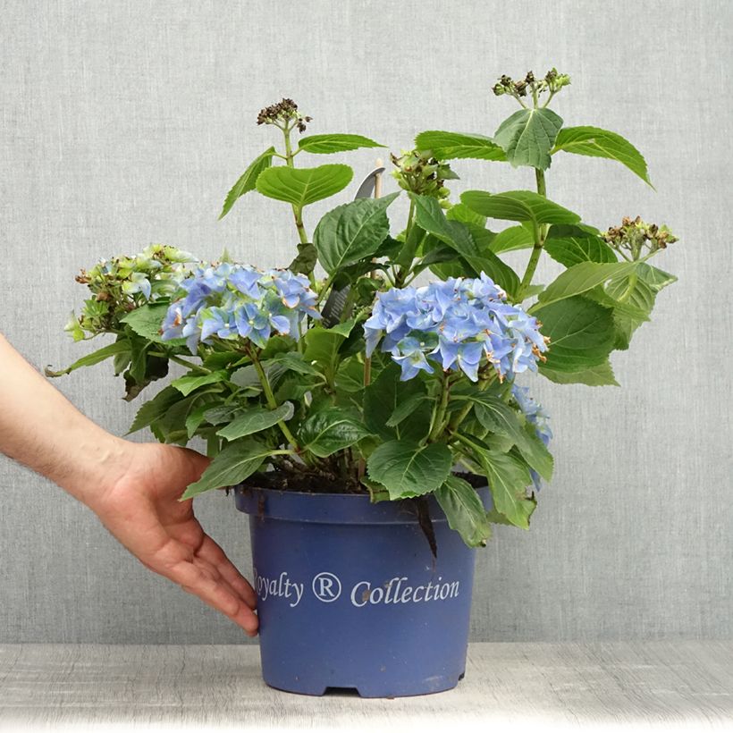 Example of Hydrangea macrophylla Lady Mata Hari - Ortensia Vaso da 2L/3L as you get in printemps