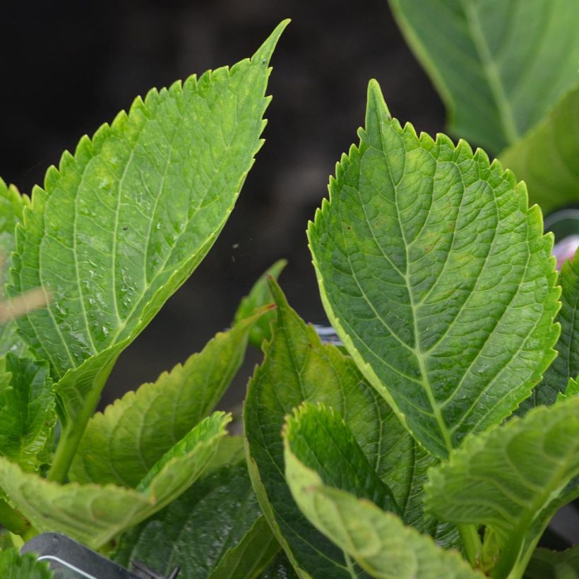 Hydrangea macrophylla Lady Nobuko - Ortensia (Foliage)