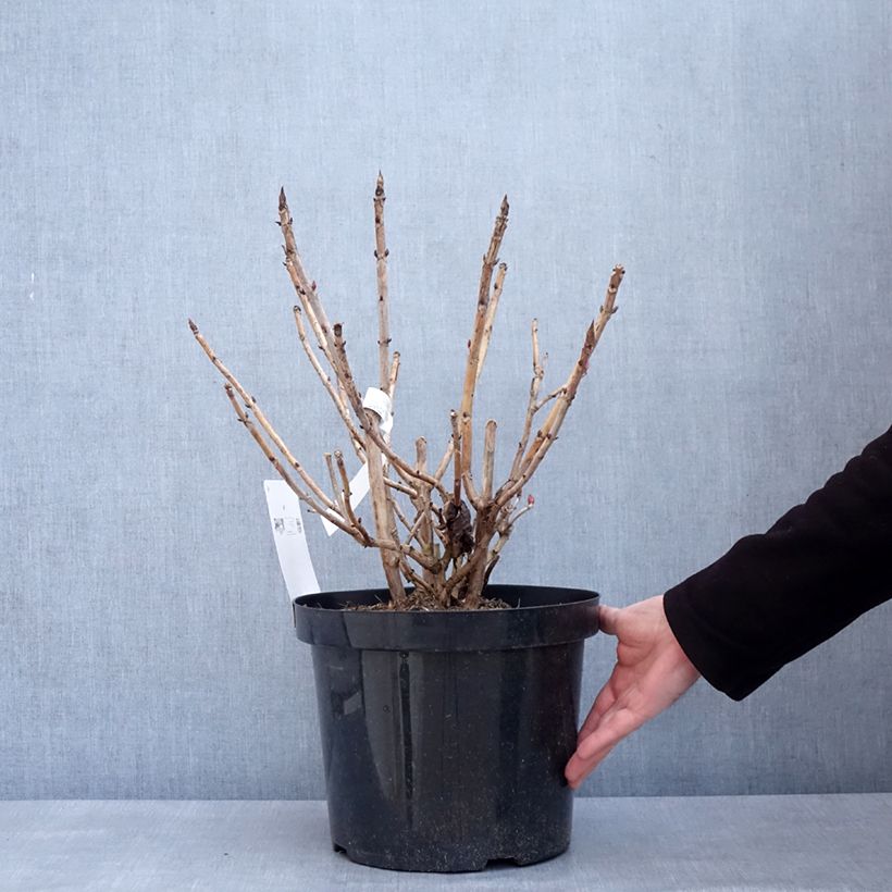 Hydrangea macrophylla Leuchtfeuer - Ortensia Vaso da 7,5L/10L esemplare consegnato in inverno