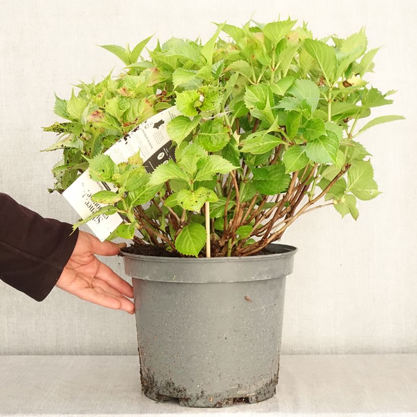 Hydrangea macrophylla Leuchtfeuer - Ortensia Vaso da 7,5L/10L esemplare consegnato in primavera