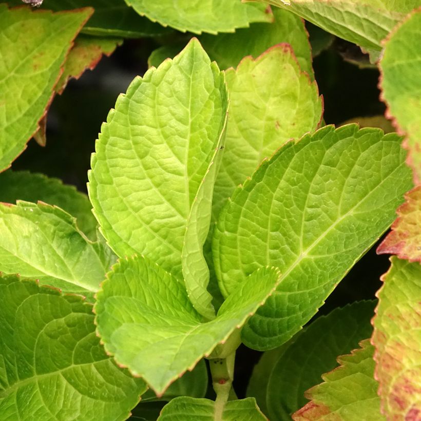 Hydrangea macrophylla Magical Coral rosa - Ortensia (Fogliame)