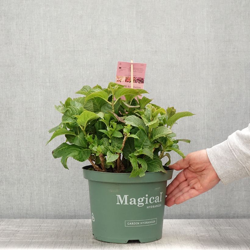 Hydrangea macrophylla Magical Coral rosa - Ortensia Vaso da 4L/5L esemplare consegnato in primavera