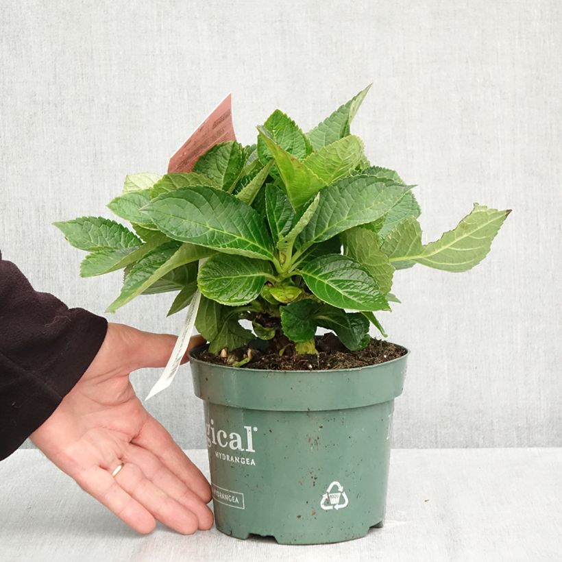 Esemplare di Hydrangea macrophylla Magical Revolution Rose - Ortensia Vaso da 2L/3L come consegnato in autunno