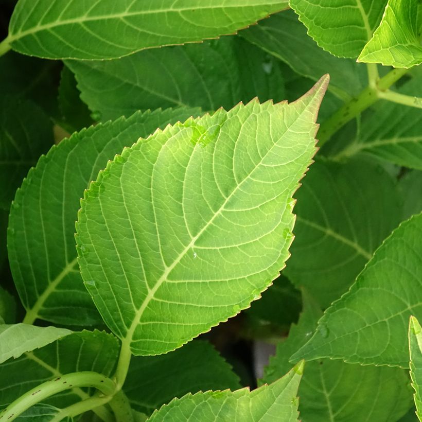 Hydrangea macrophylla Teller Messalina - Ortensia (Foliage)
