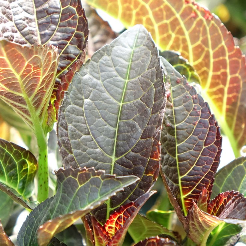 Hydrangea macrophylla Midnight Pearl (Fogliame)