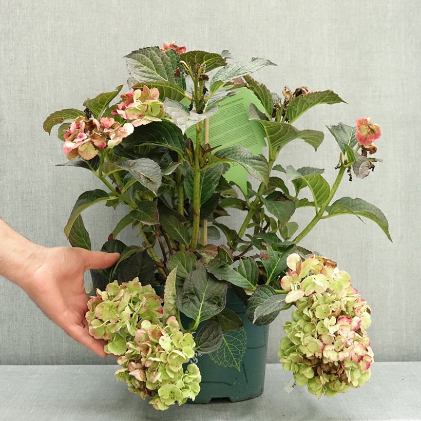 Esemplare di Hydrangea macrophylla Midnight Pearl Vaso da 4L/5L consegnato in estate