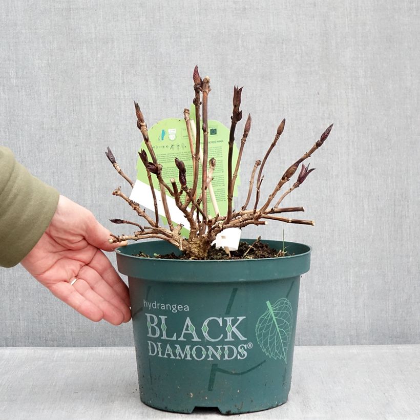 Hydrangea macrophylla Midnight Pearl Vaso da 4L/5L esemplare consegnato in inverno