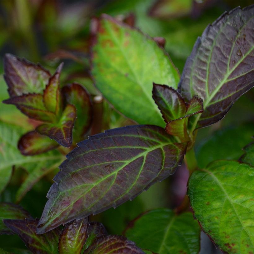 Hortensia - Hydrangea macrophylla Mirai (Fogliame)