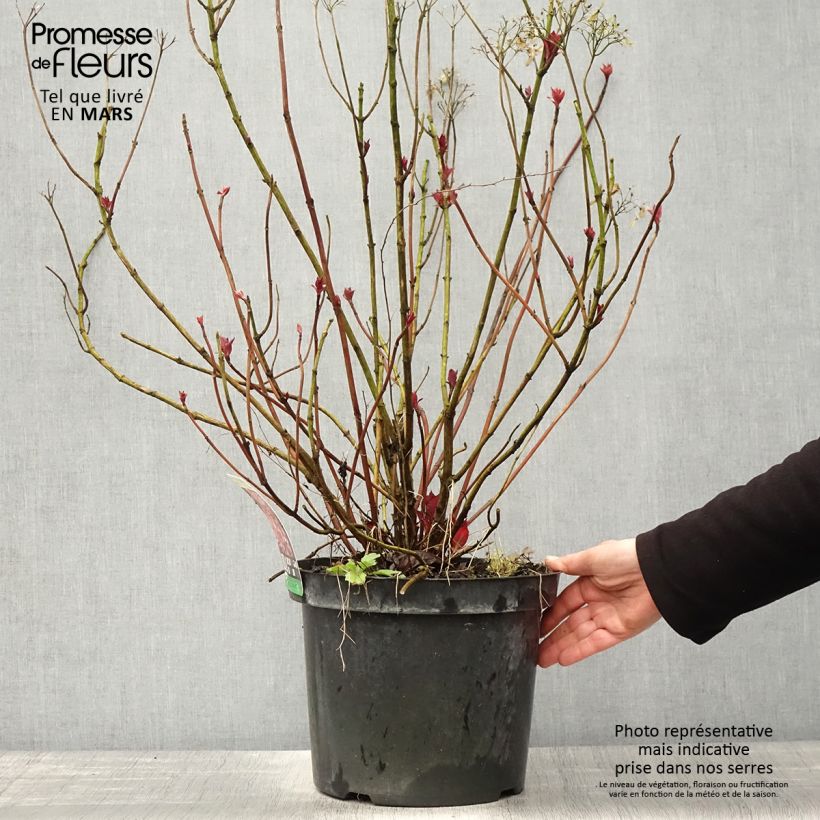 Hortensia - Hydrangea macrophylla Mirai Vaso da 7,5L/10L esemplare consegnato in primavera