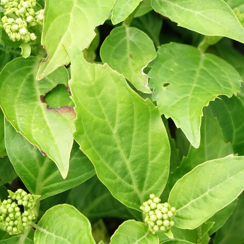 Hydrangea macrophylla Pia - Ortensia (Fogliame)