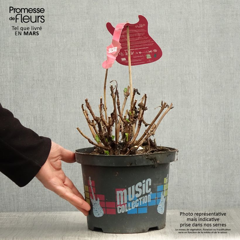 Example of Hydrangea macrophylla Pink Pop - Ortensia Vaso da 4L/5L as you get in printemps