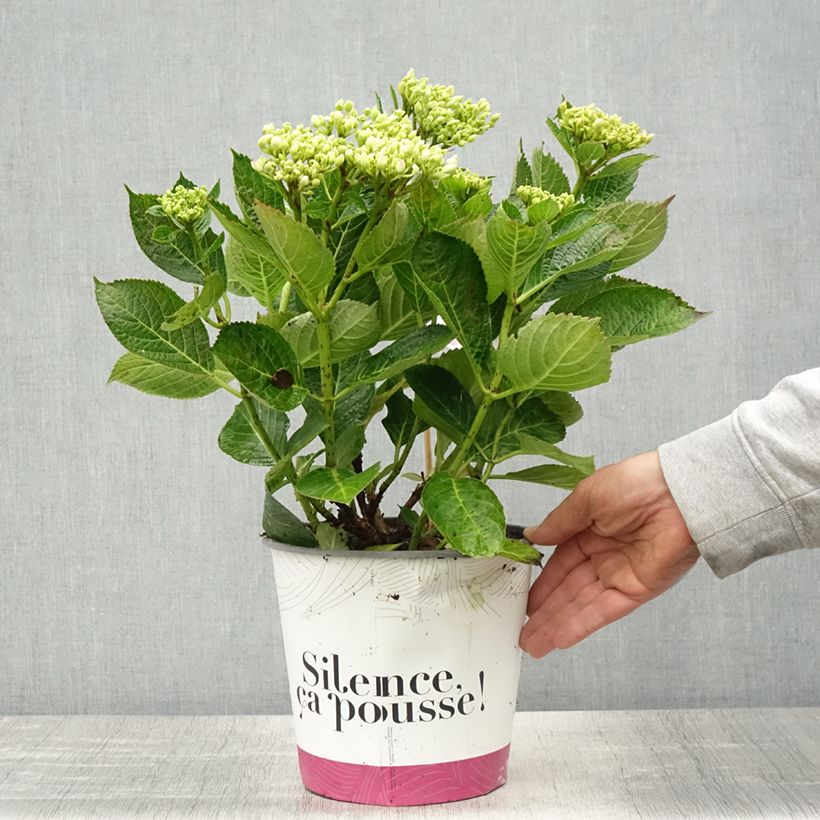 Hydrangea macrophylla Pinky Binder - Ortensia Vaso da 4L/5L esemplare consegnato in primavera