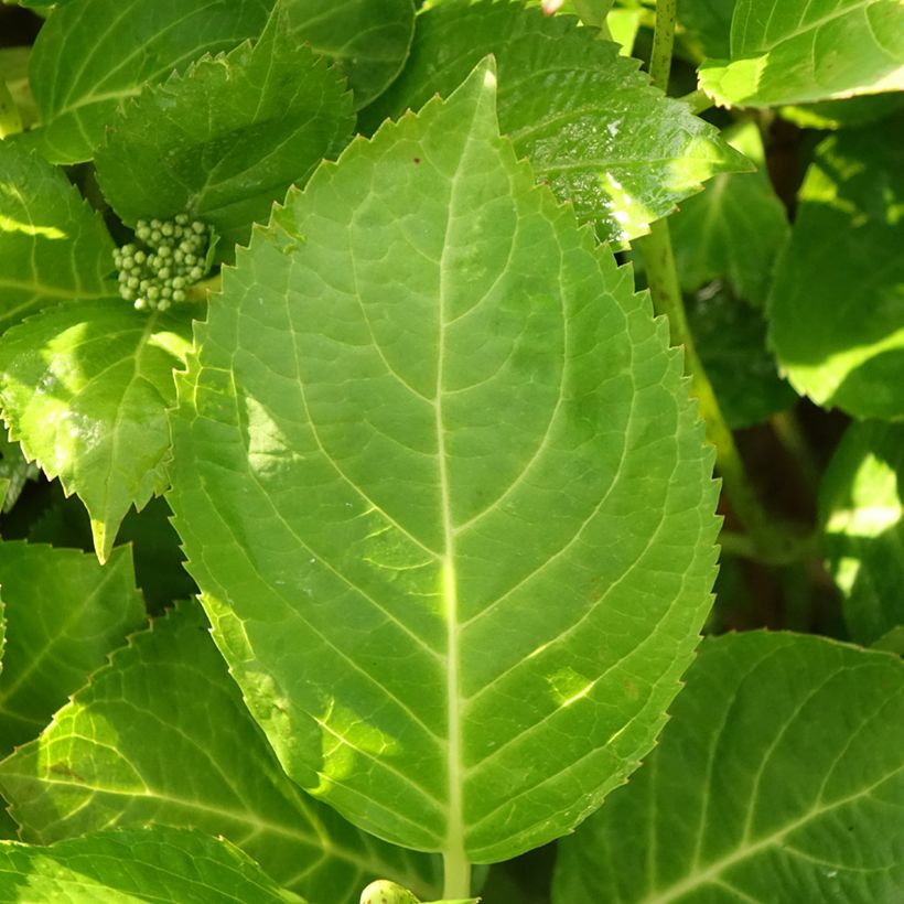 Hydrangea macrophylla Rahic - Ortensia (Fogliame)
