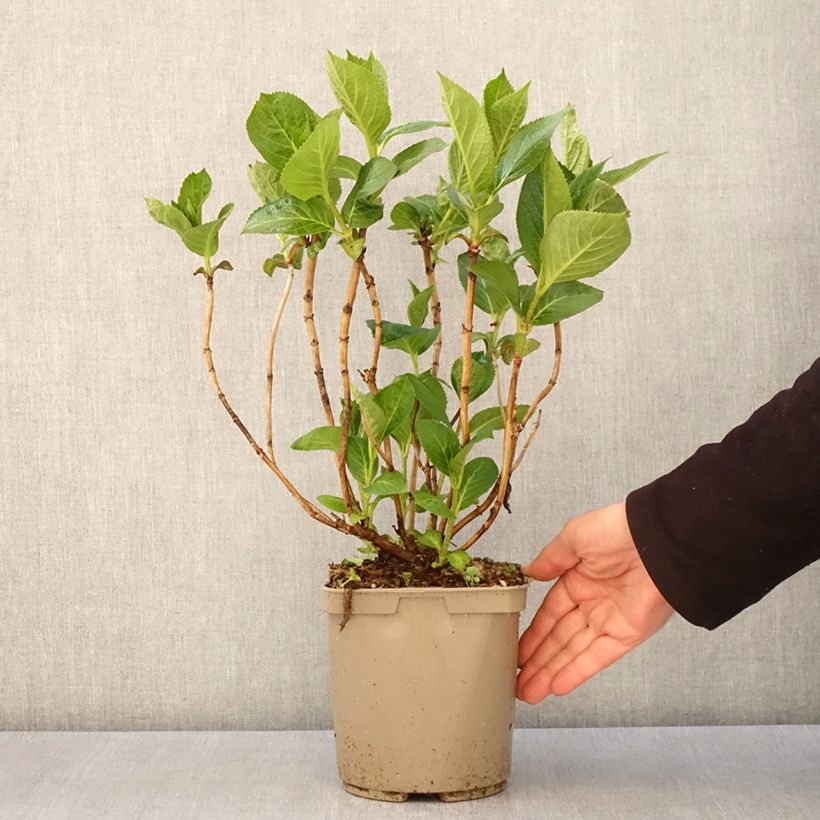 Hydrangea macrophylla Rahic - Ortensia Vaso da 3L/4L esemplare consegnato in primavera