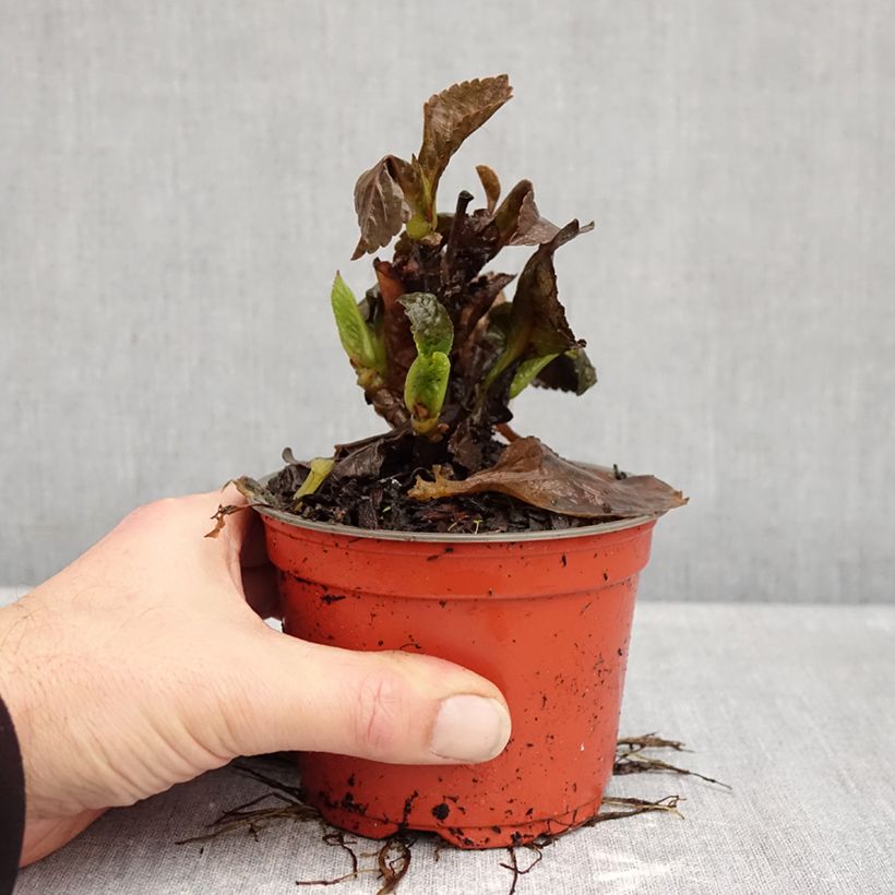 Esemplare di Hydrangea macrophylla Rebellion Choco Love - Ortensia Vaso da Ø 12 cm / 13 cm come consegnato in autunno