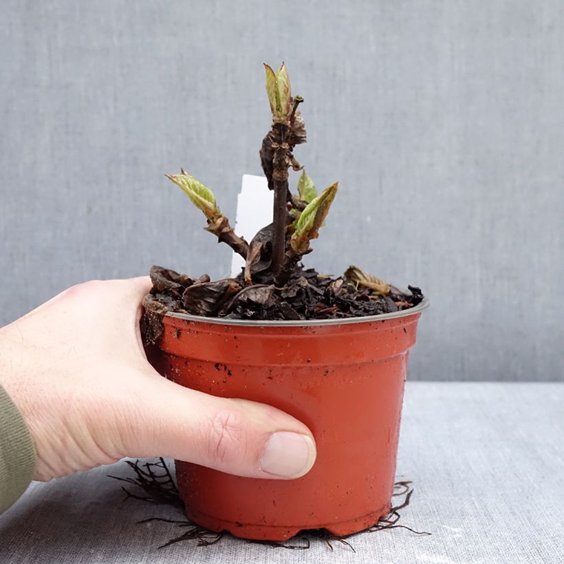 Hortensia - Hydrangea macrophylla Rebellion Choco Love Vaso da Ø 12 cm / 13 cm esemplare consegnato in inverno