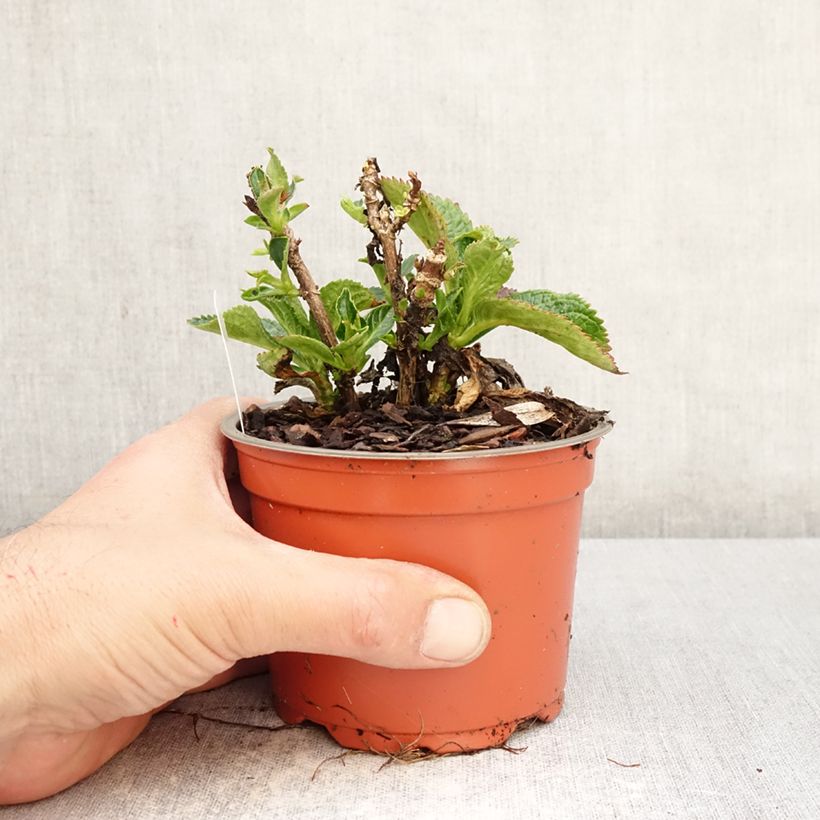 Hydrangea macrophylla Rebellion Choco Love - Ortensia Vaso da Ø 12 cm / 13 cm esemplare consegnato in primavera