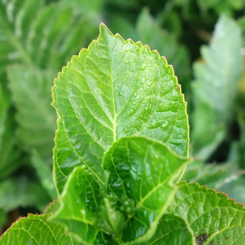 Hydrangea macrophylla Rebellion Ferrari Love - Ortensia (Fogliame)