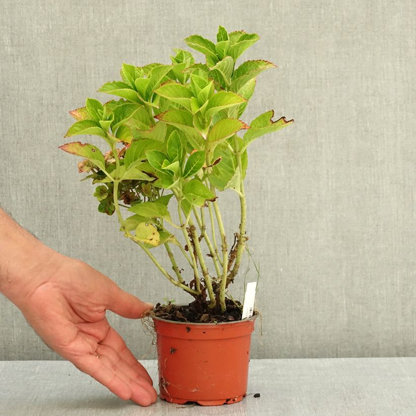 Esemplare di Hydrangea macrophylla Rebellion Ferrari Love - Ortensia Vaso da Ø 12 cm / 13 cm consegnato in estate
