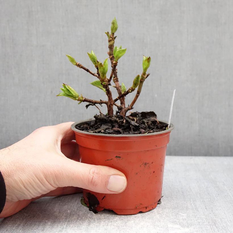 Hortensia - Hydrangea macrophylla Rebellion Ferrari Love Vaso da Ø 12 cm / 13 cm esemplare consegnato in inverno