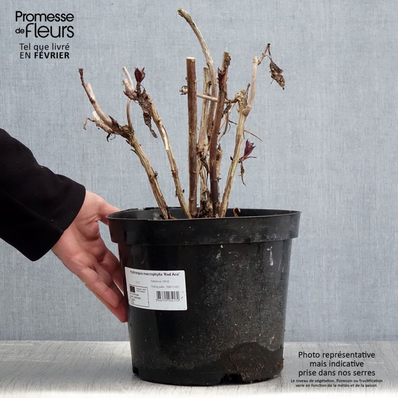 Example of Hydrangea macrophylla Red Ace - Ortensia Vaso da 4L/5L as you get in hiver
