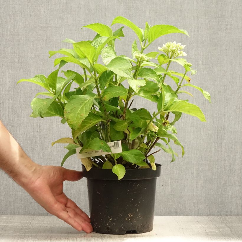 Esemplare di Hydrangea macrophylla Schneeball - Ortensia Vaso da 2L/3L consegnato in estate