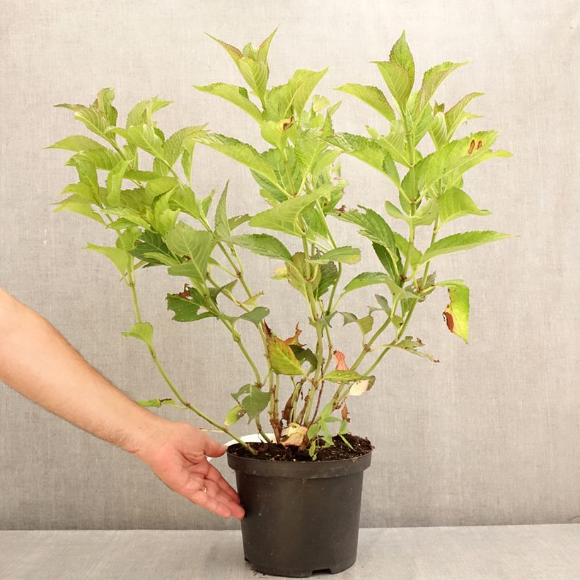 Esemplare di Hydrangea macrophylla Dutch Ladies Selma - Ortensia Vaso da 4L/5L consegnato in estate