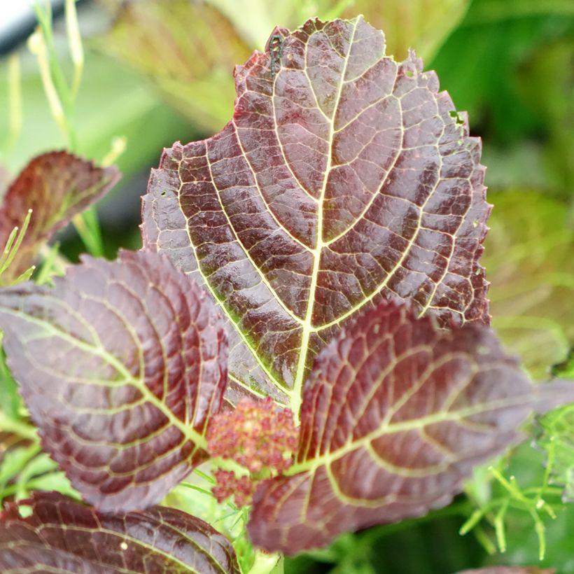 Hydrangea macrophylla Dutch Ladies Selma - Ortensia (Foliage)