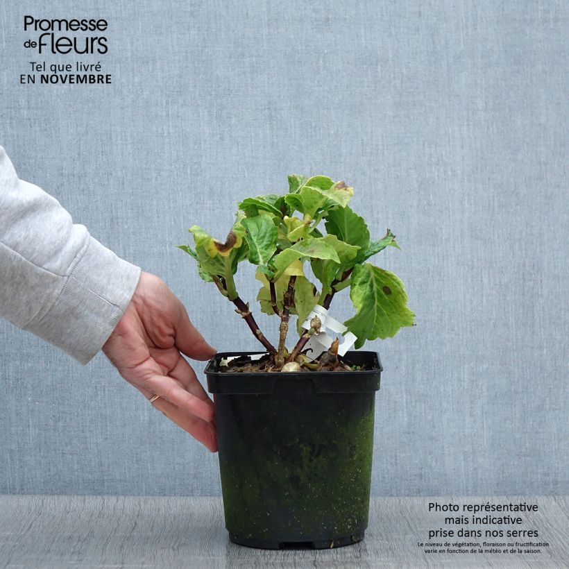 Esemplare di Hortensia macrophylla So Long Aya Pot de 3L/4L come consegnato in autunno