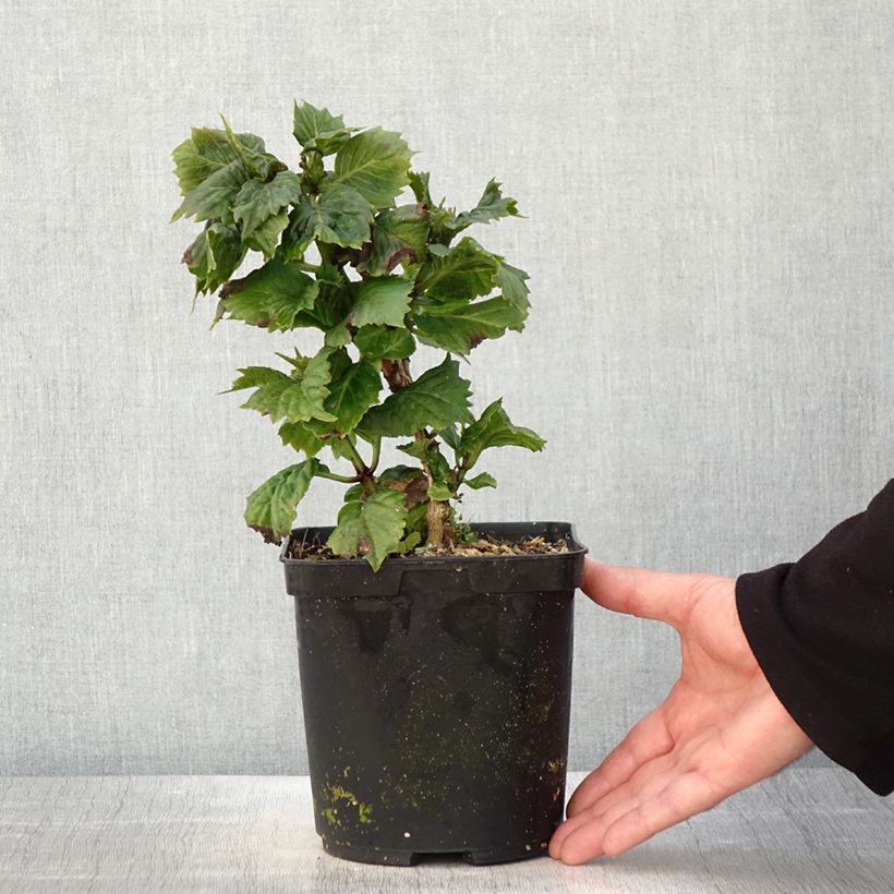 Example of Hydrangea macrophylla So Long Aya - Ortensia Vaso da 3L/4L as you get in printemps