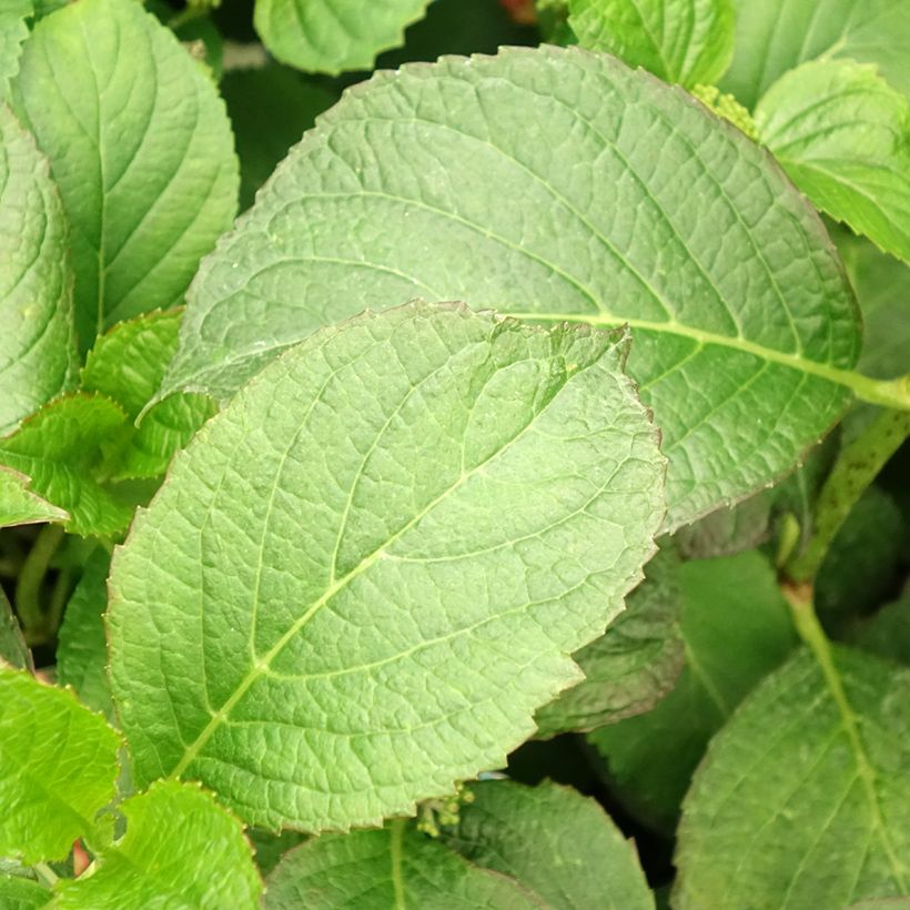 Hydrangea macrophylla So Long Sunny - Ortensia (Foliage)