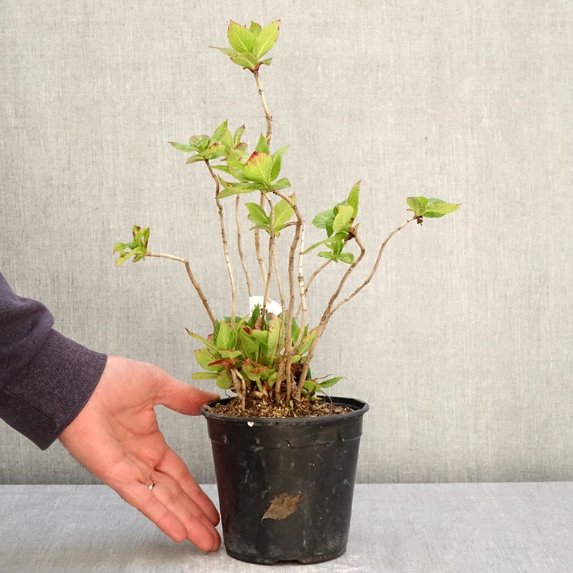 Hydrangea macrophylla So Long Rosy - Ortensia Vaso da 1,5L/2L esemplare consegnato in primavera