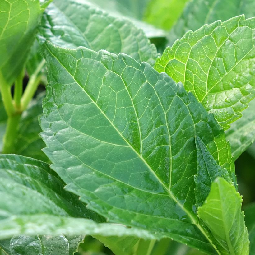 Hydrangea macrophylla Soeur Thérèse - Ortensia (Foliage)