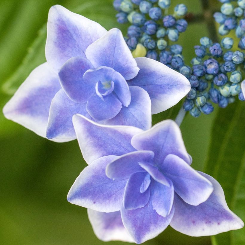 Hydrangea macrophylla Star Gazer Blue - Ortensia (Flowering)