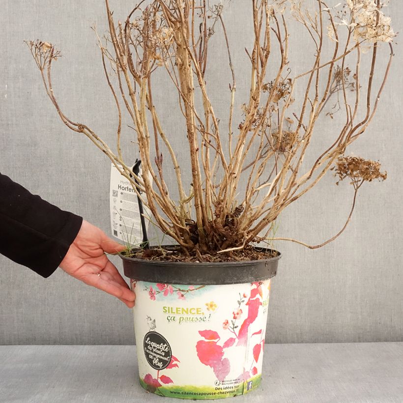 Example of Hydrangea macrophylla Star Gazer Blue - Ortensia Vaso da 7,5L/10L as you get in hiver