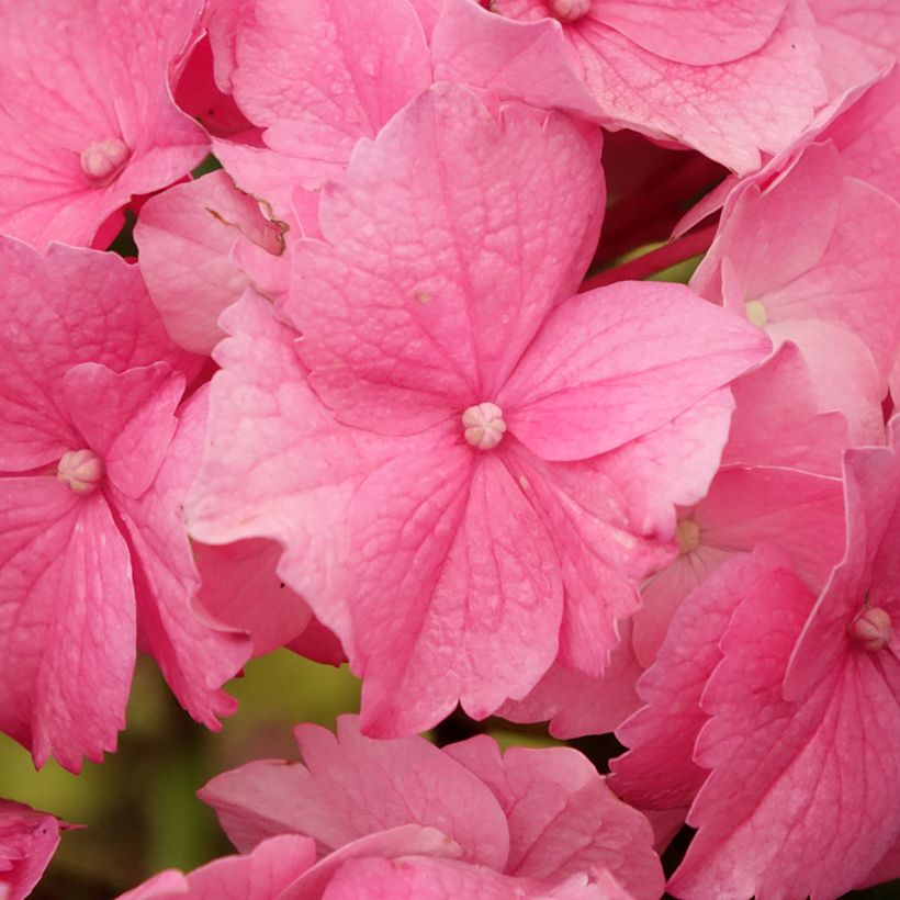 Hydrangea macrophylla Stellar Pink - Ortensia (Fioritura)