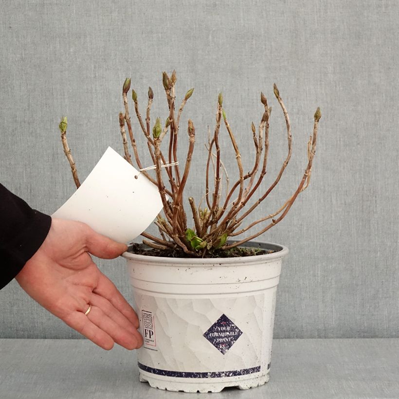 Hydrangea macrophylla Stellar Pink - Ortensia Vaso da 4L/5L esemplare consegnato in inverno