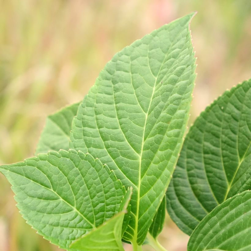 Hydrangea macrophylla Tinkerbell - Ortensia (Fogliame)