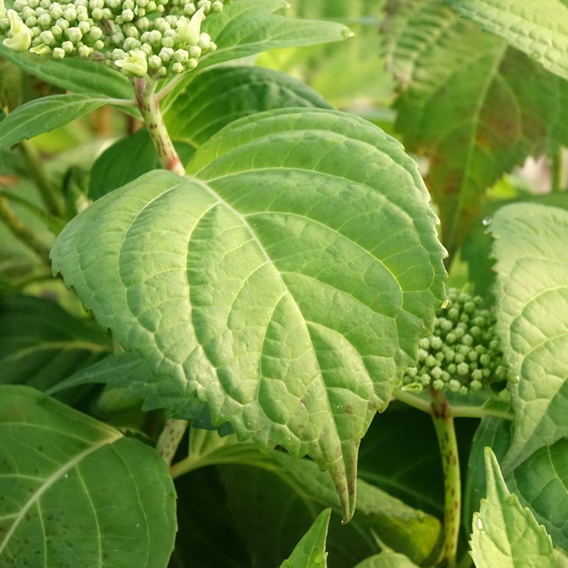 Hydrangea macrophylla Veitchii - Ortensia (Fogliame)