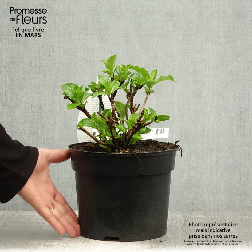 Hydrangea macrophylla Verdi - Ortensia Vaso da 4L/5L esemplare consegnato in primavera