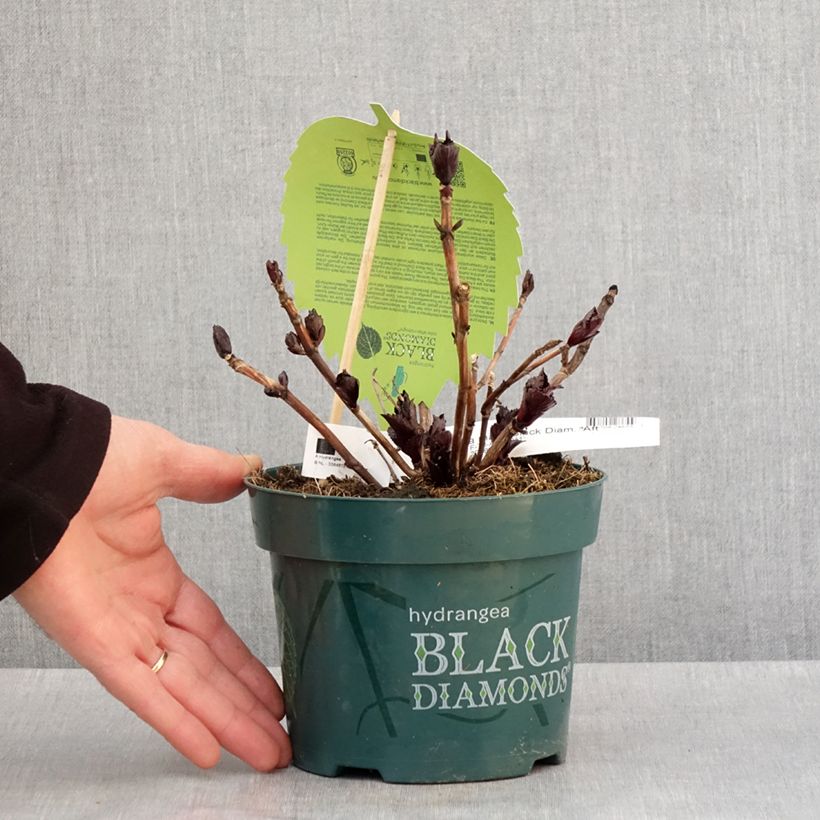 Example of Hydrangea macrophylla After Midnight Vaso da 2L/3L as you get in hiver