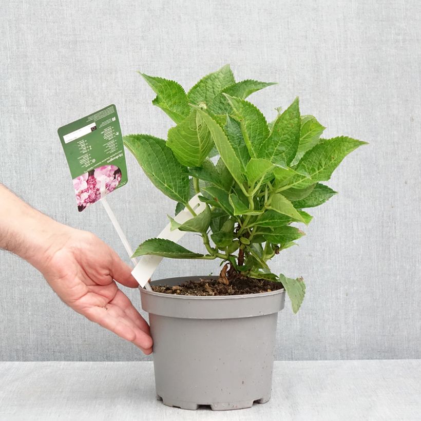 Esemplare di Hydrangea macrophylla You and Me Forever - Ortensia Vaso da 2L/3L come consegnato in autunno