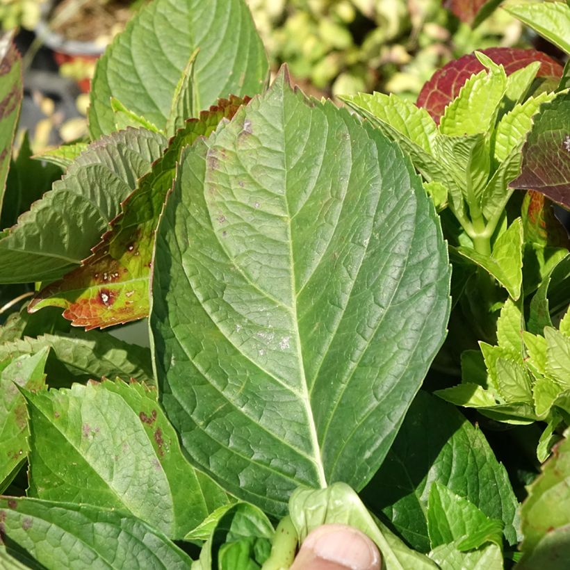 Hydrangea macrophylla You and Me Love (Foliage)