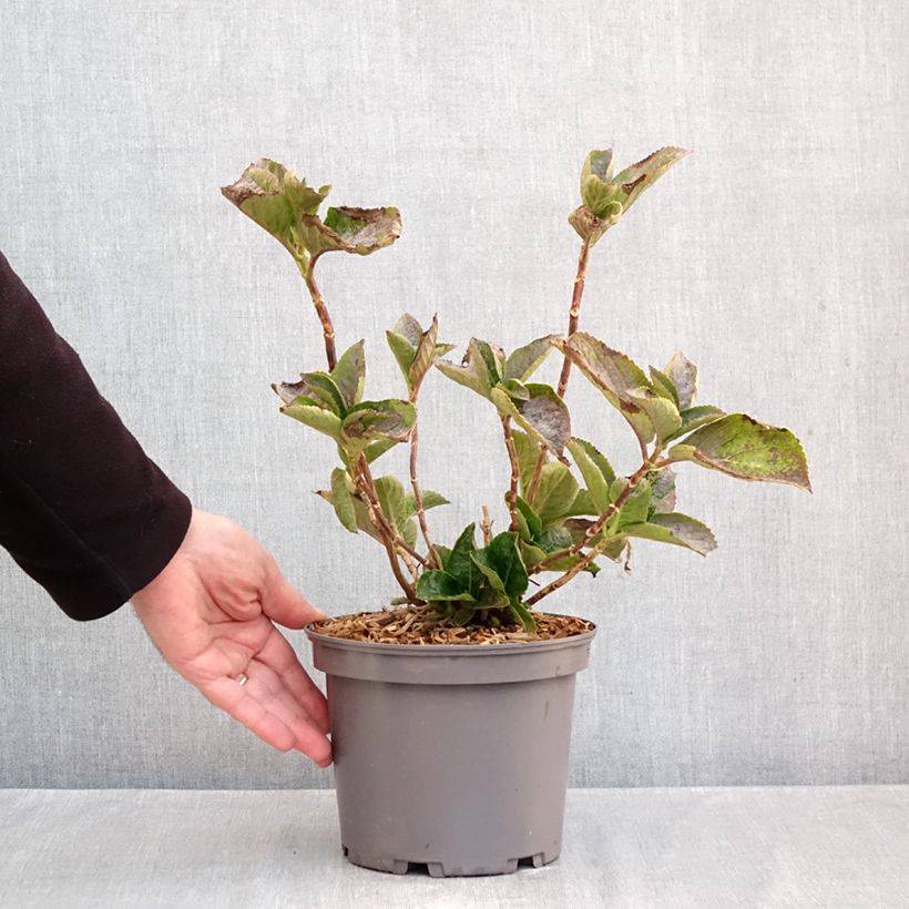 Esemplare di Hydrangea macrophylla You and Me Love Vaso da 3L/4L come consegnato in autunno